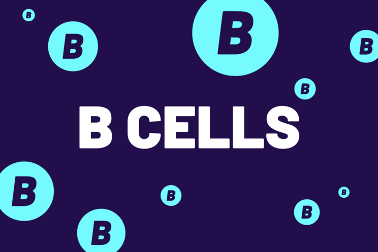 Overactive B cells.